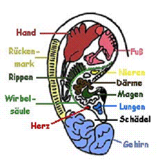 Organe