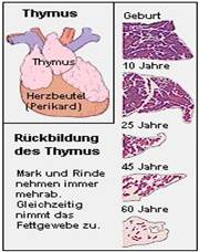 Thymus Drüse